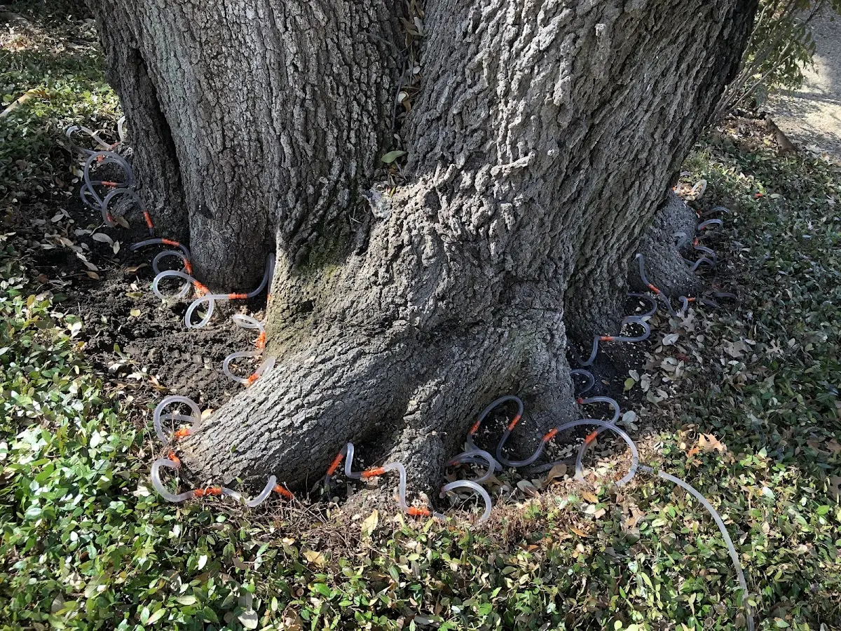 Detailed Tree Cabling and Bracing job site in Roseglen