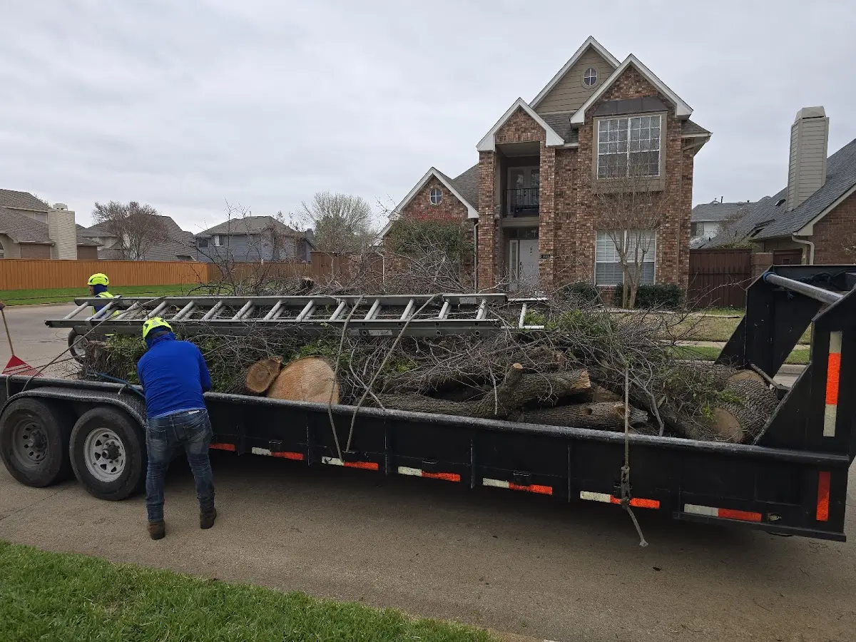 Expert Tree Removal with proper safety equipment in Roseglen
